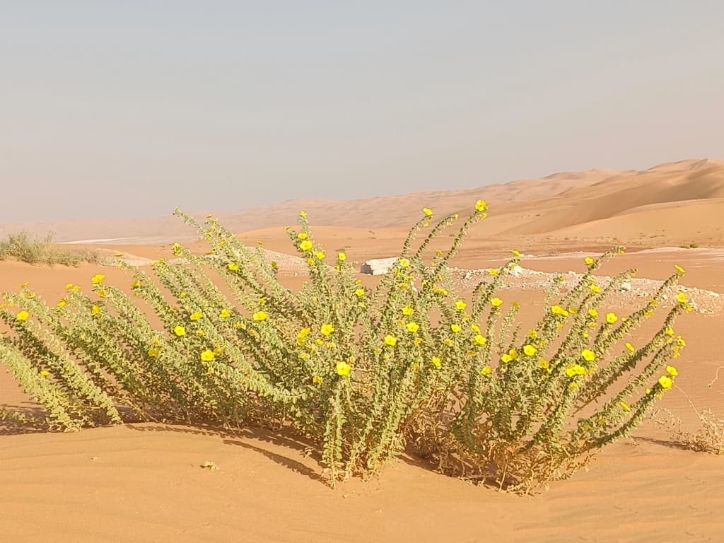 إعداد خطط الإدارة البيئية