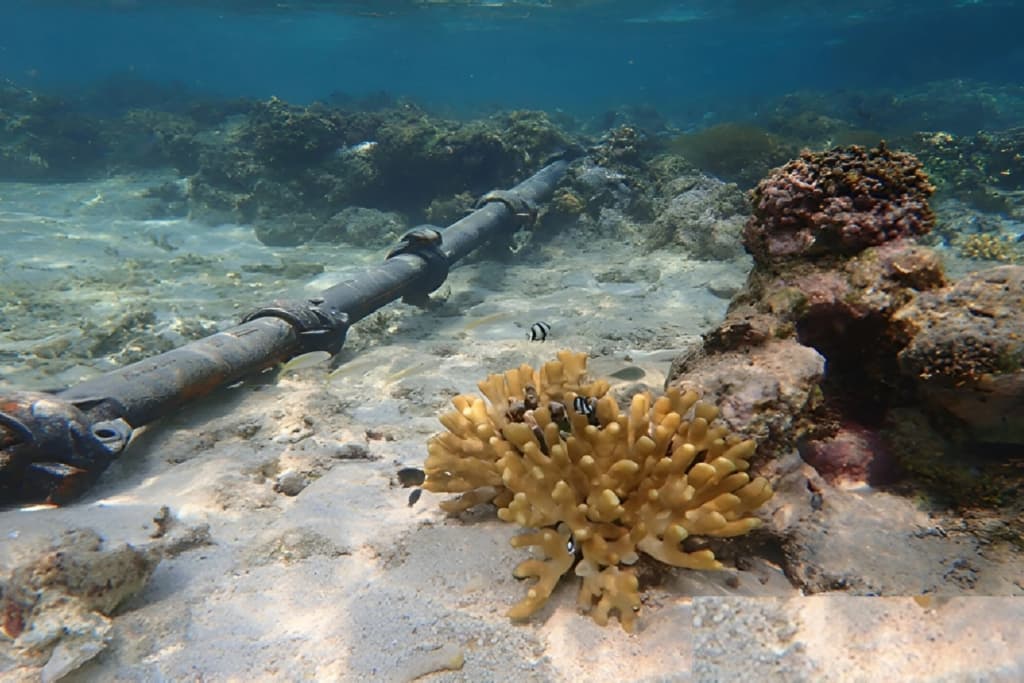 دراسات البيئة البحرية